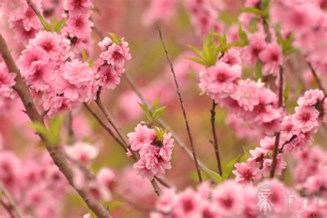 桃花寓意|桃花的寓意和象征